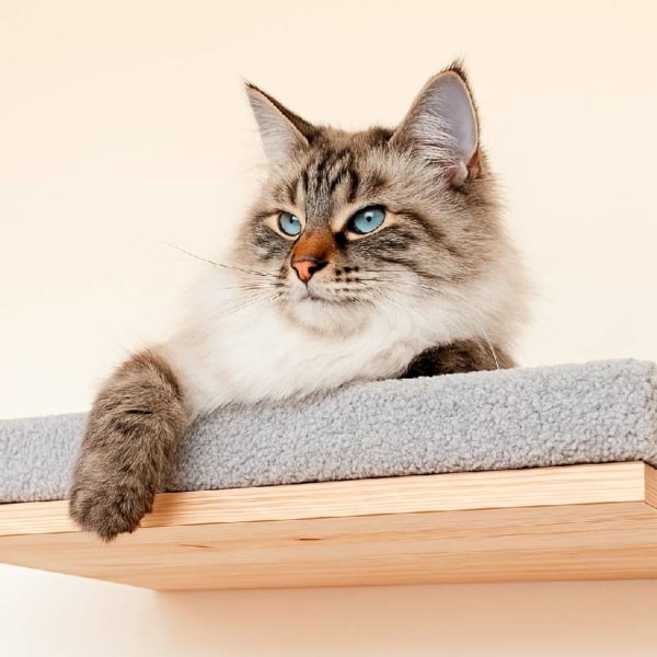 Cómo crear una cama elevada para gatos con espuma a medida