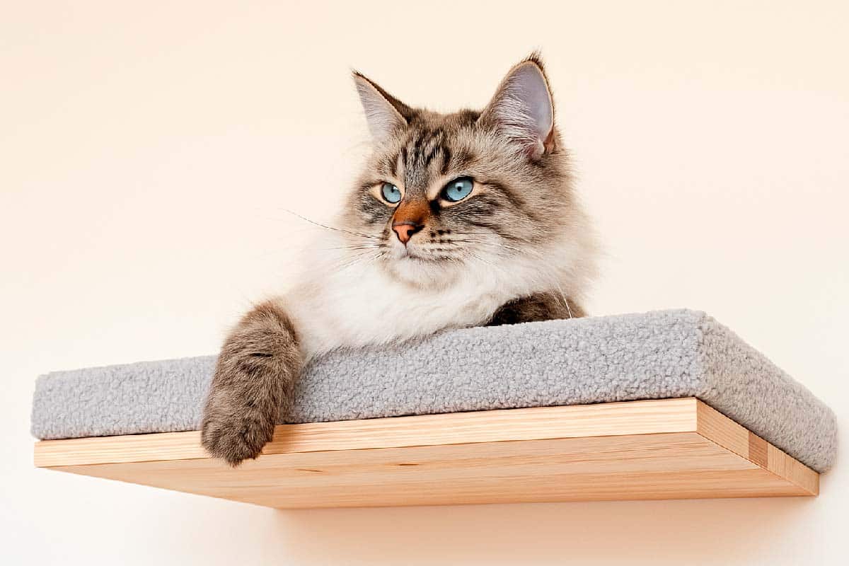 cama flotante para gatos